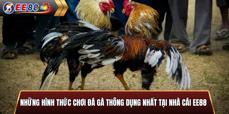 Các hình thức đá gà thông dụng tại EE88