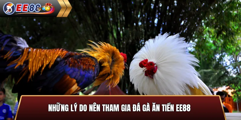 Lý do nên tham gia thể loại đá gà