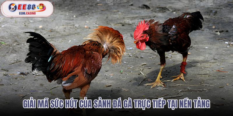 giai-ma-suc-hut-cua-sanh-da-ga-truc-tiep-tai-nen-tang